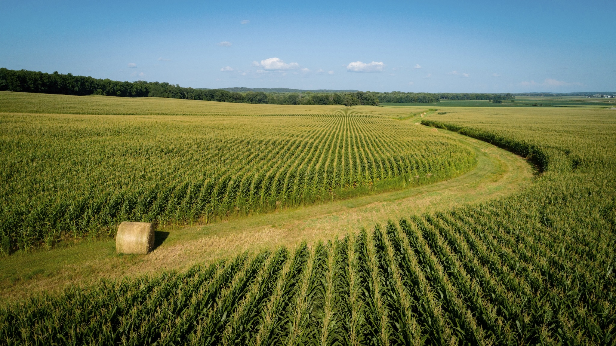 corn field