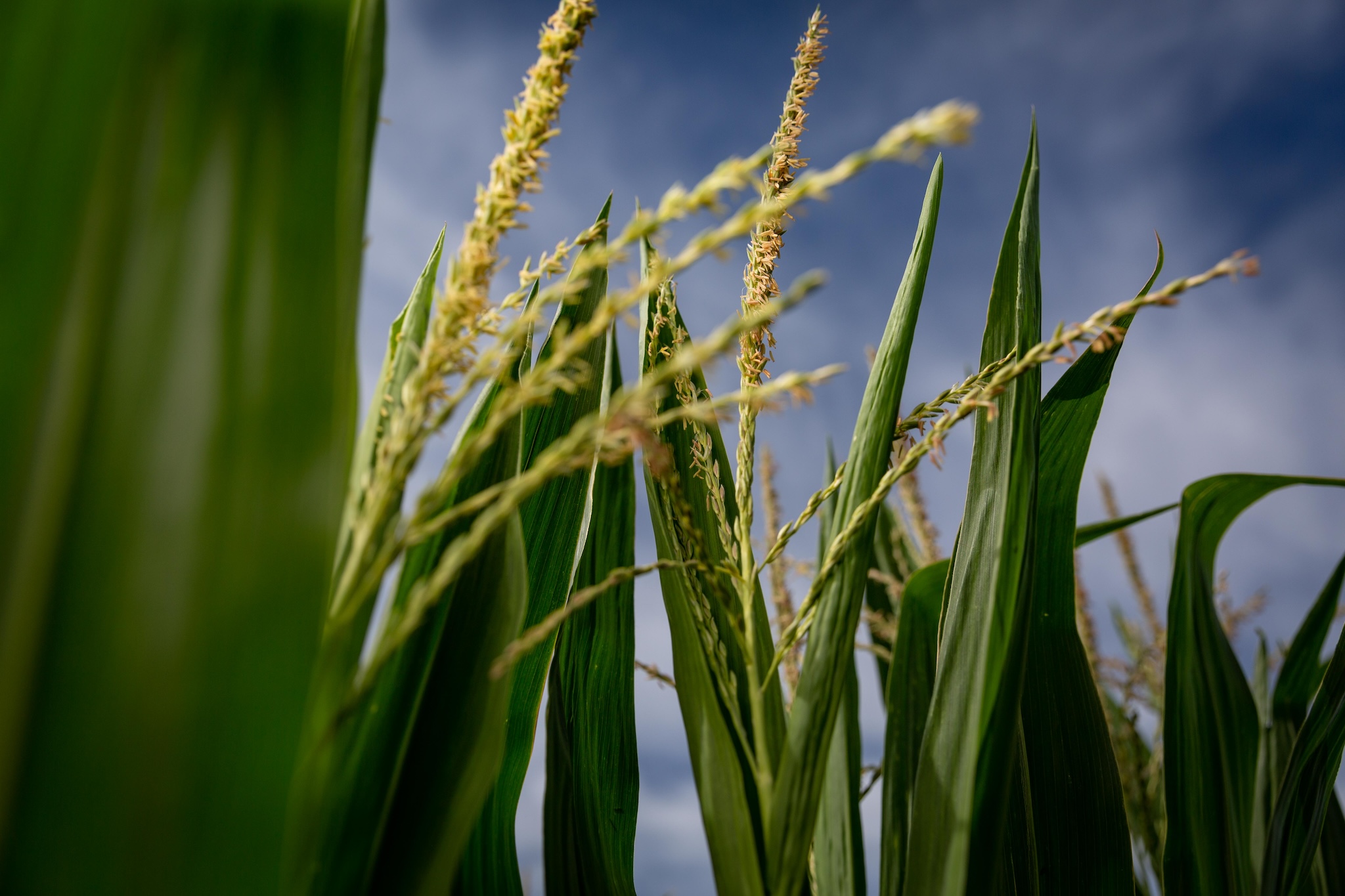 Iowa Corn Collegiate Advisory Team Students Selected for 2024 – 2025 Participation