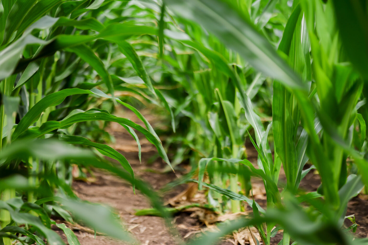 Logos | Iowa Corn