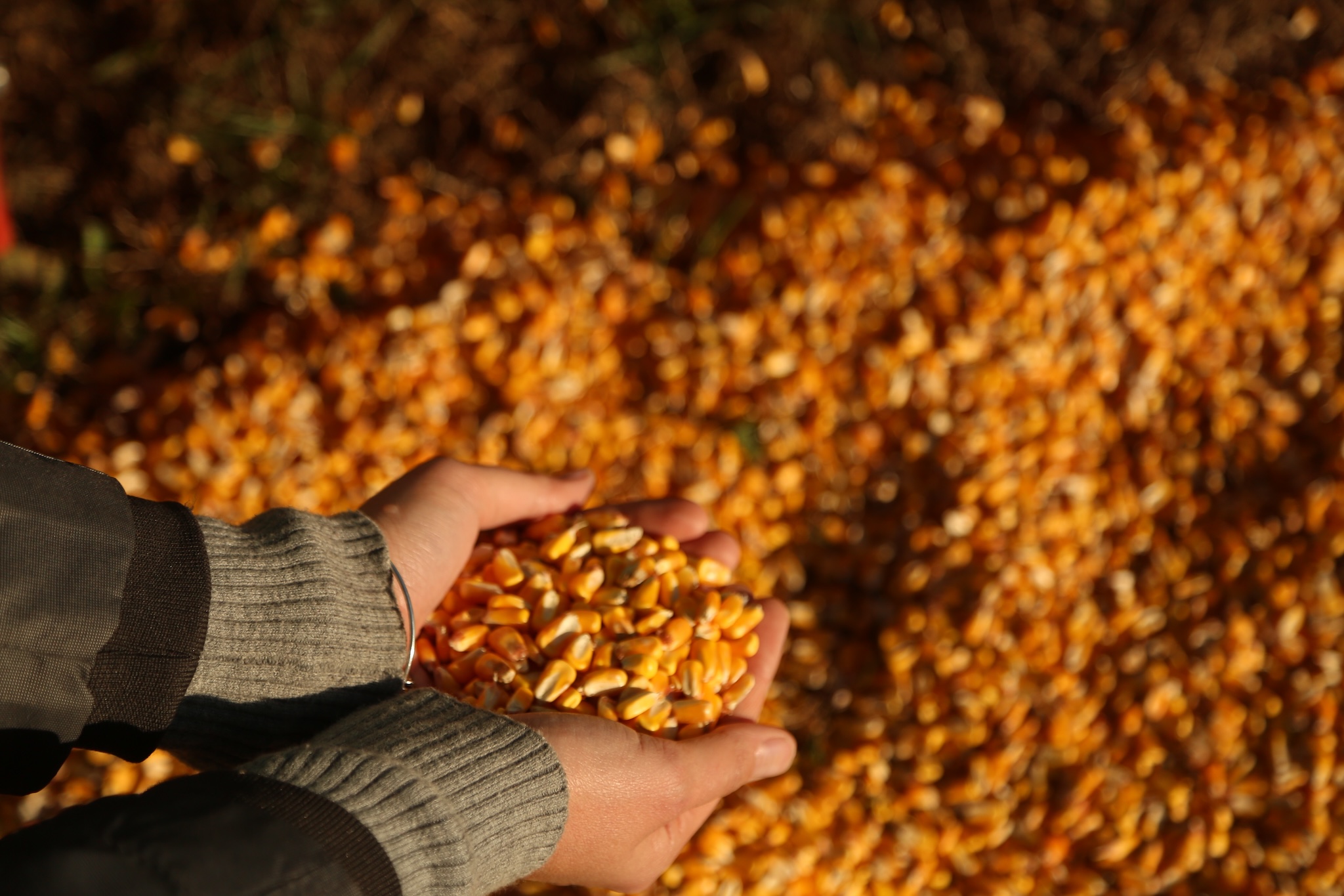 hands scooping up kernels of corn