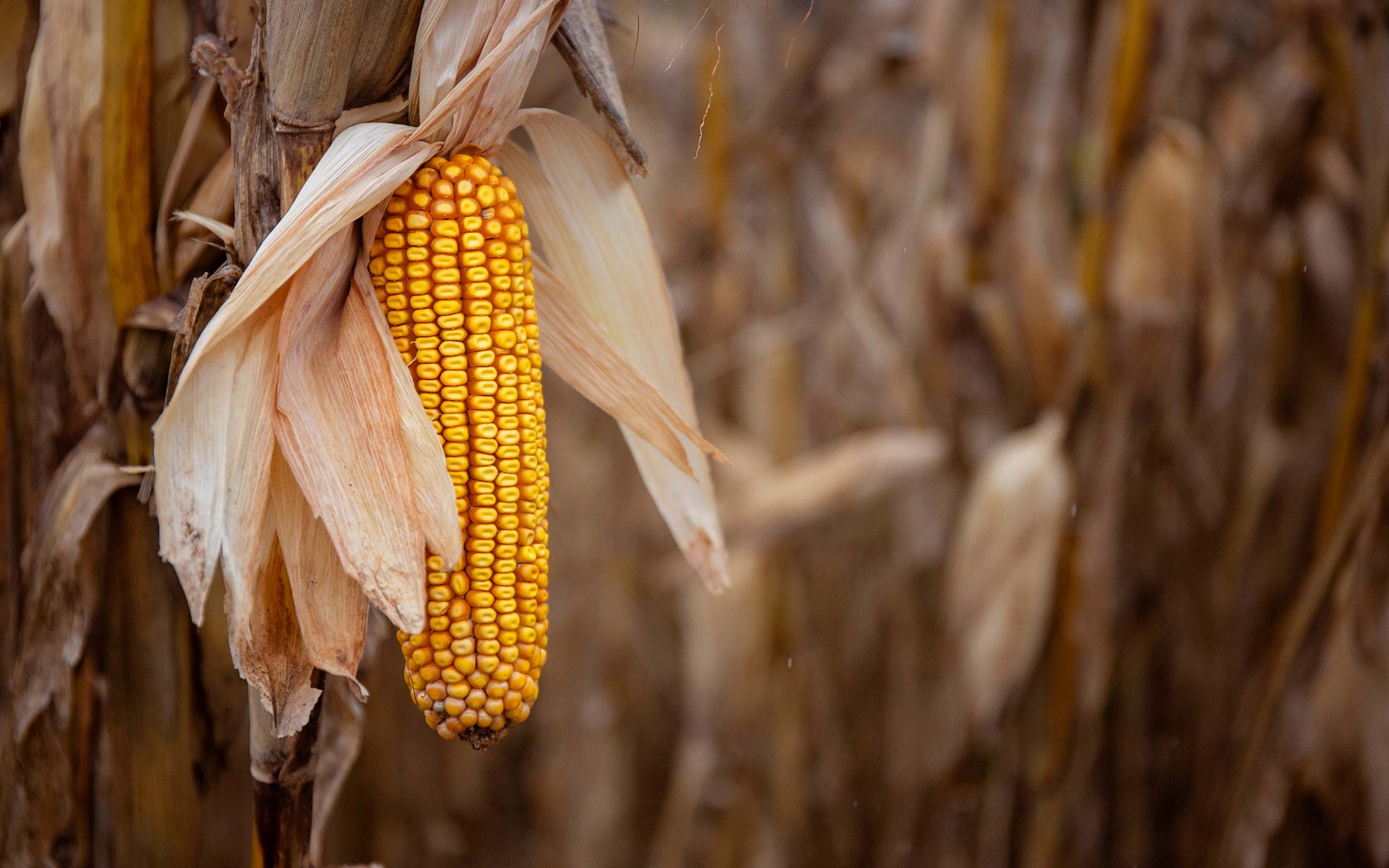 Photo of corn in autumn