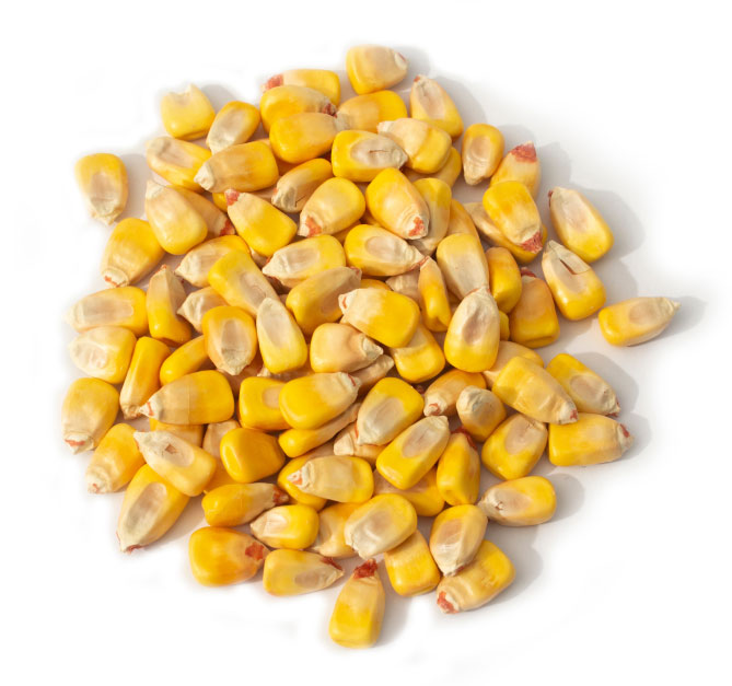 Photo of corn kernels
