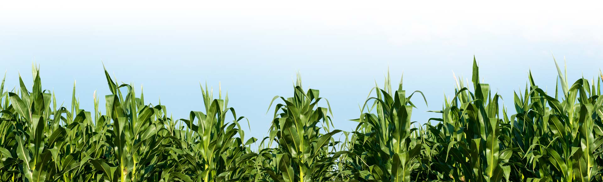 Photo of corn stalks