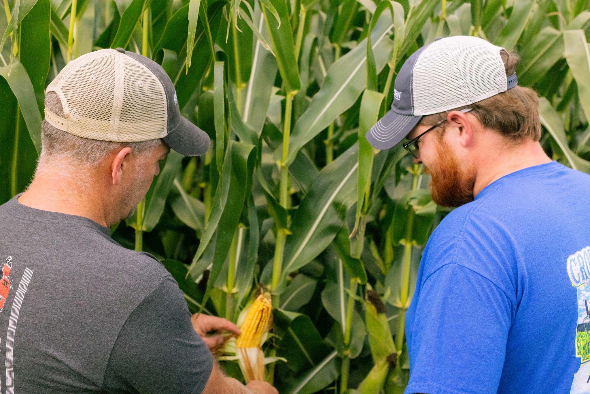 Photo of two farmers inspecting corn