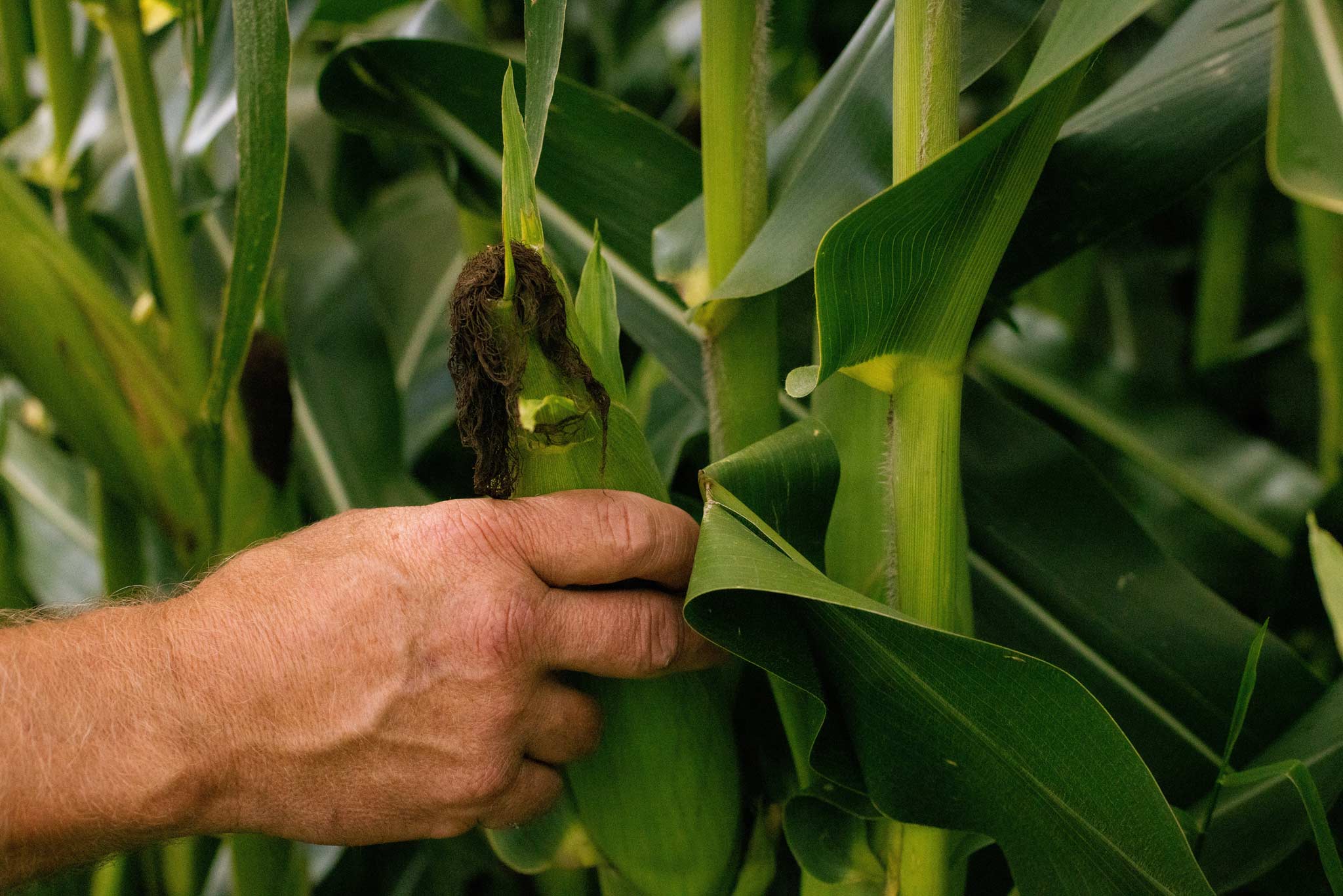 Photo of a hand grabbing corn